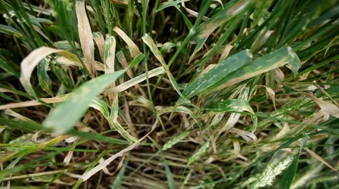 Leaf rust on a cereal plants Vidéo 62790411