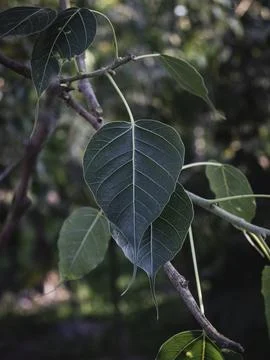 Leaf of the Sacred Fig Stock Photos