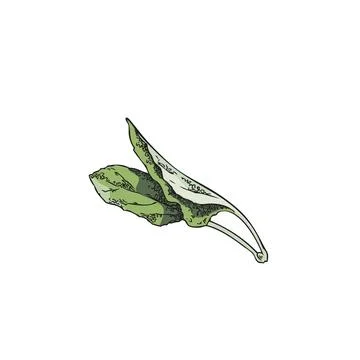 Leaf of sage, hand drawn color sketch vector illustration on white background Stock Illustration