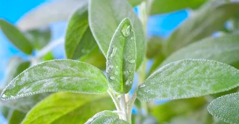 Leaf of sage herb close up with waterdrops Stock Photos