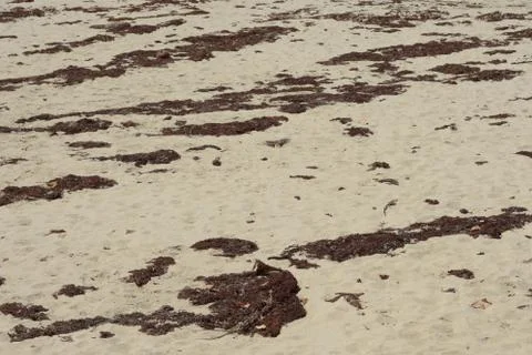Leaf in sand from a beach background  Stock Photos