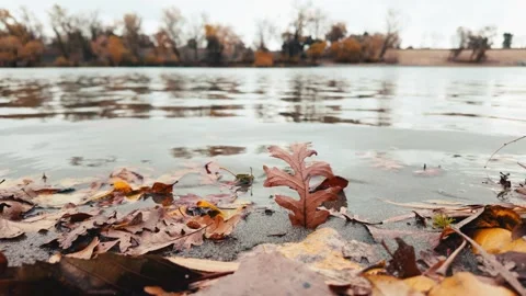 Leaf on sandy beach of river in fall Stock Footage 259213654