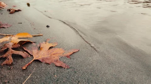 Leaf on sandy shore of a calm river in autumn Stock Footage 259213664