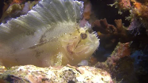 Leaf scorpion fish Stock Footage 90794960