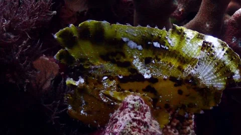 Leaf scorpionfish 4K Stock Footage 331276541