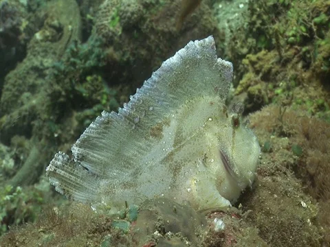 Leaf Scorpionfish Stock Footage 98669223