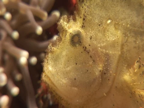 Leaf Scorpionfish Stock Footage 98669421