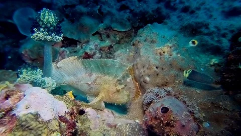 A Leaf Scorpionfish hides in plane sight on a reef in the Pacific Stock Footage 122821782