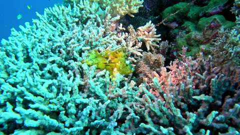 Leaf scorpionfish rests on a patch of coral. 스톡 동영상 290372629