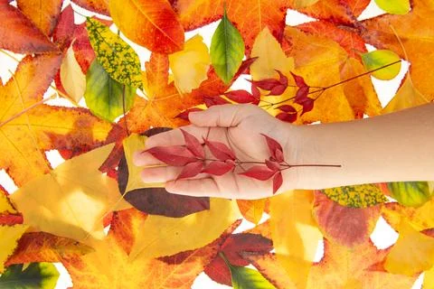 Leaf selection among isolated maple leaves. Hand holding maple leaf. Leaves in Stock Photos