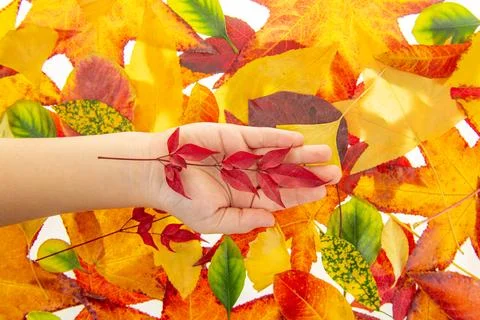 Leaf selection among isolated maple leaves. Hand holding maple leaf. Leaves in Stock Photos