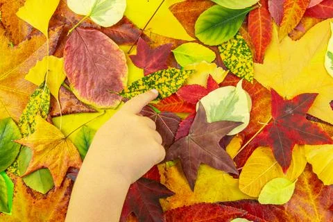 Leaf selection among isolated maple leaves. Hand holding maple leaf. Leaves in Stock Photos