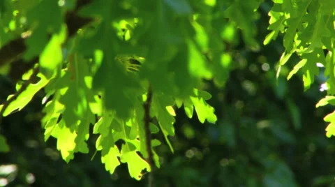 Leaf Selective Focus Depth of Field HD Stock Footage 40713861