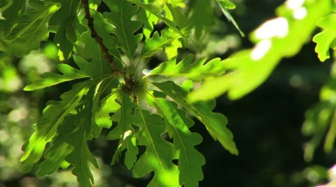 Leaf Selective Focus Depth of Field HD Video stock 40714003