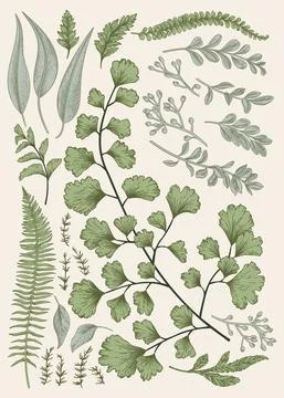 Leaf set. Illustrazione stock