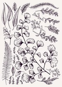 Leaf set. Stock Illustration