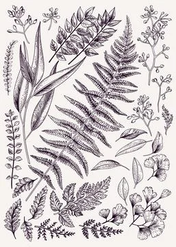 Leaf set. Illustrazione stock