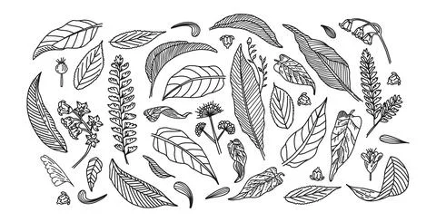 Leaf set, isolated on white plant vector illustration. Stock Illustration
