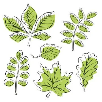 Leaf set in line art style. Minimalist simple plant design of tree leaves Stock Illustration
