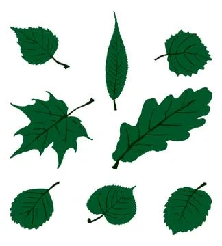 Leaf Set. Vector EPS 10. Stock Illustration