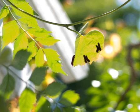Leaf with several caterpillars Stock Photos