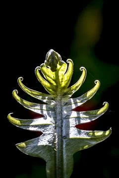A leaf with a shadow like alien. Stock Photos
