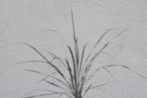 Leaf shadow and light concept on gray cement surface Stock Photos