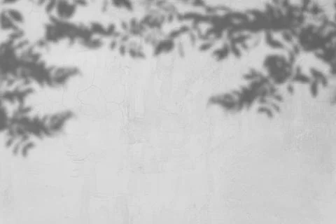 Leaf shadow and light concept on gray cement surface Stock Photos
