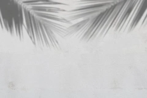 Leaf shadow and light concept on gray cement surface Stock Photos