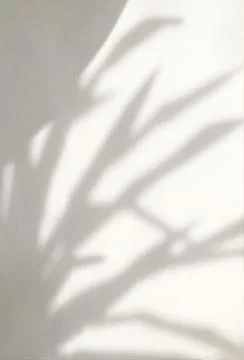 Leaf shadow and light on cream white concrete texture wall Stock Photos