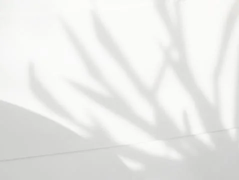 Leaf shadow and light on wall background in empty room. Stock Photos