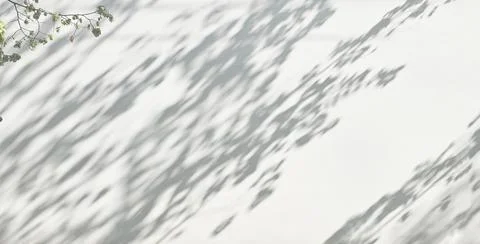 Leaf shadow and light on wall background. Nature tropical leaves tree branch Stock Photos