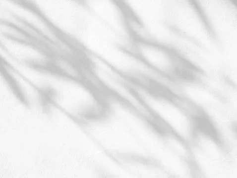 Leaf shadow and light on white concrete texture wall Stock Photos