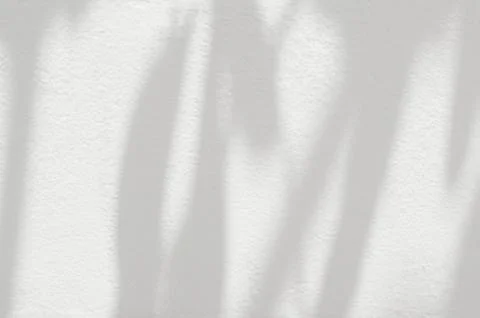 Leaf shadow and light on white concrete wall background Stock Photos