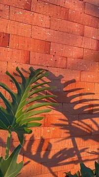 Leaf shadow on brick wall Stock Photos