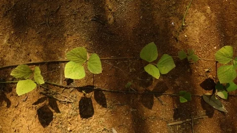 Leaf of Shadow Stock Footage 100758298