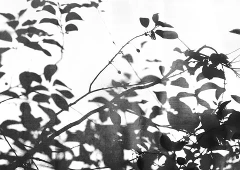 Leaf shadow isolated on white background forming monochrome abstract pattern. Stock Photos