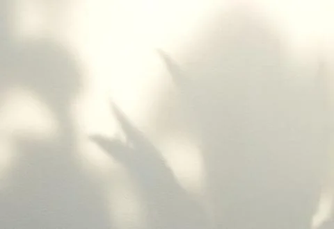 Leaf shadow of the leaves on concrete wall. Stock Photos