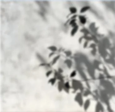 Leaf Shadow Overlay on Concrete Wall for Natural Branding, Minimalist Design Illustrazione stock