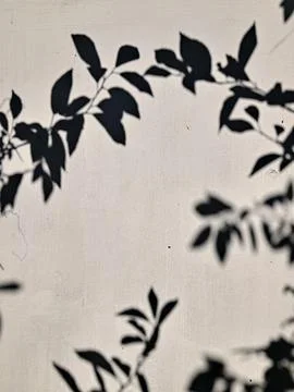 Leaf Shadow Overlay On White Wall Stock Photos
