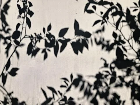 Leaf Shadow Overlay On White Wall Stock Photos