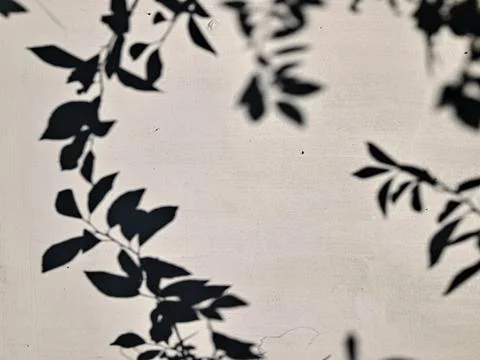 Leaf Shadow Overlay On White Wall Stock Photos