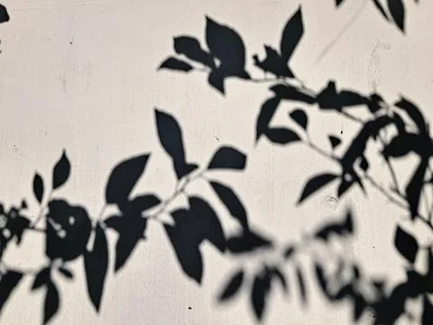 Leaf Shadow Overlay On White Wall Stock Photos