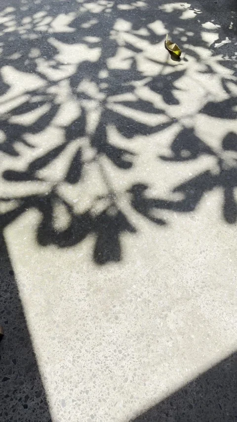 Leaf Shadow Pattern with Angular Roof Shade on Sunlit Concrete 스톡 동영상 329906787