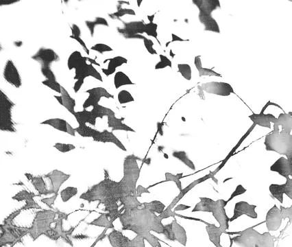 Leaf shadow pattern isolated on white background forming abstract silhouette Stock Photos