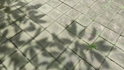 Leaf shadow on a paving 動画素材 198678816