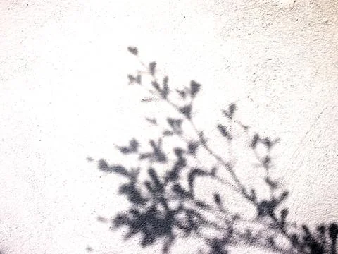 Leaf shadow Stock Photos