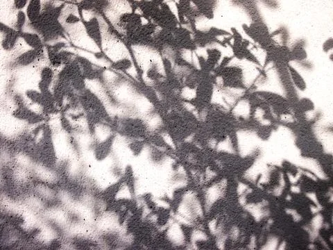 Leaf shadow Stockfoto's