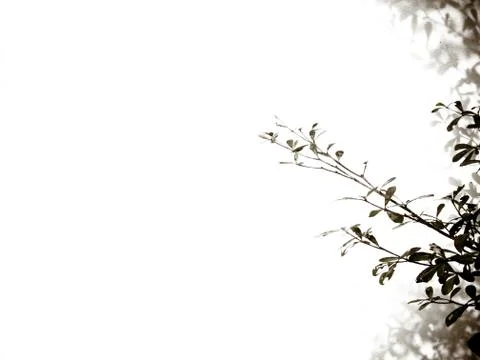 Leaf shadow Stock Photos