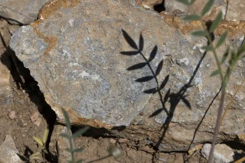 Leaf shadow reflected on stone. Stock Photos